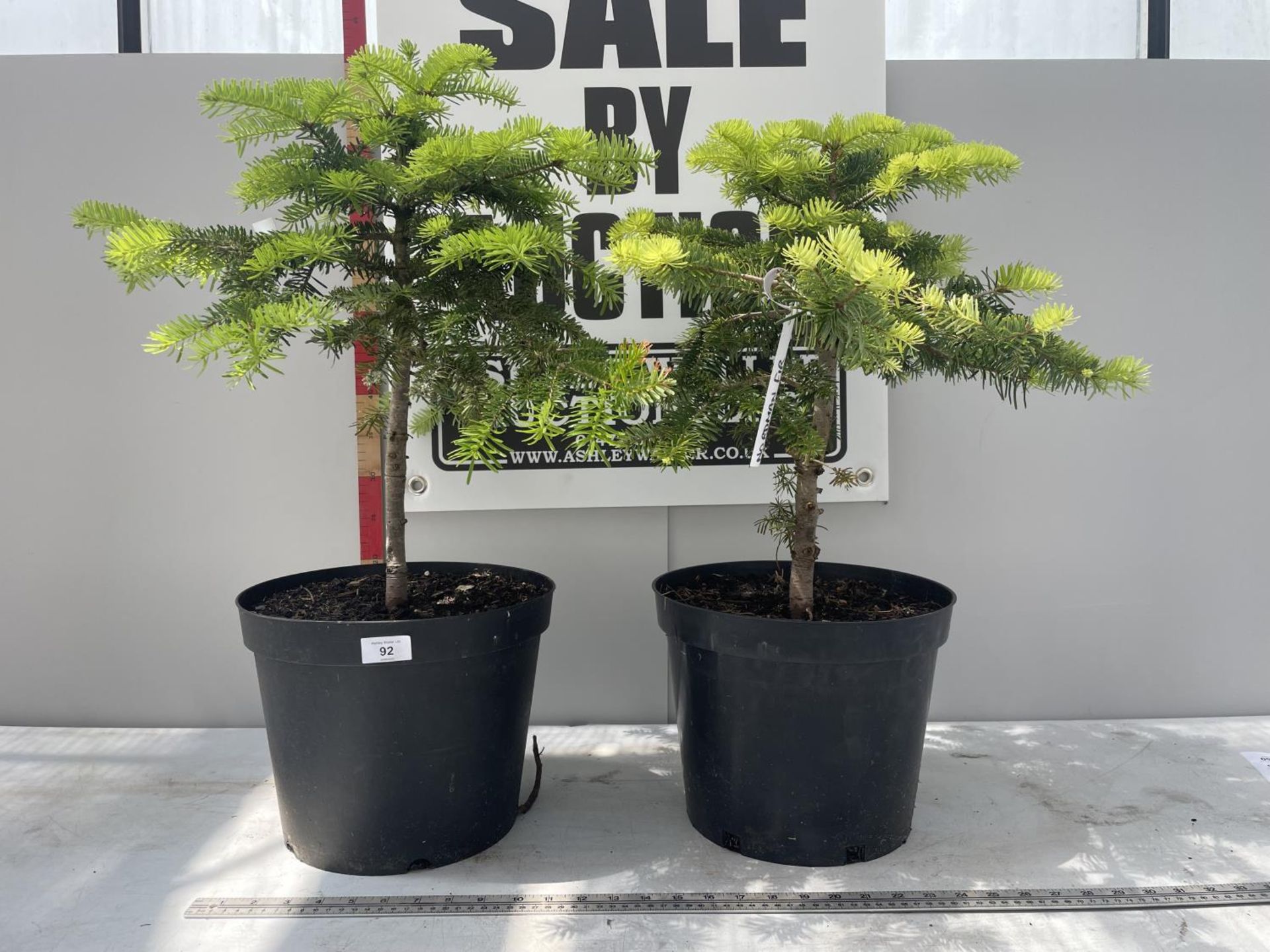 TWO NORDMAN FIRS IN POTS 70CM IN HEIGHT PLUS VAT