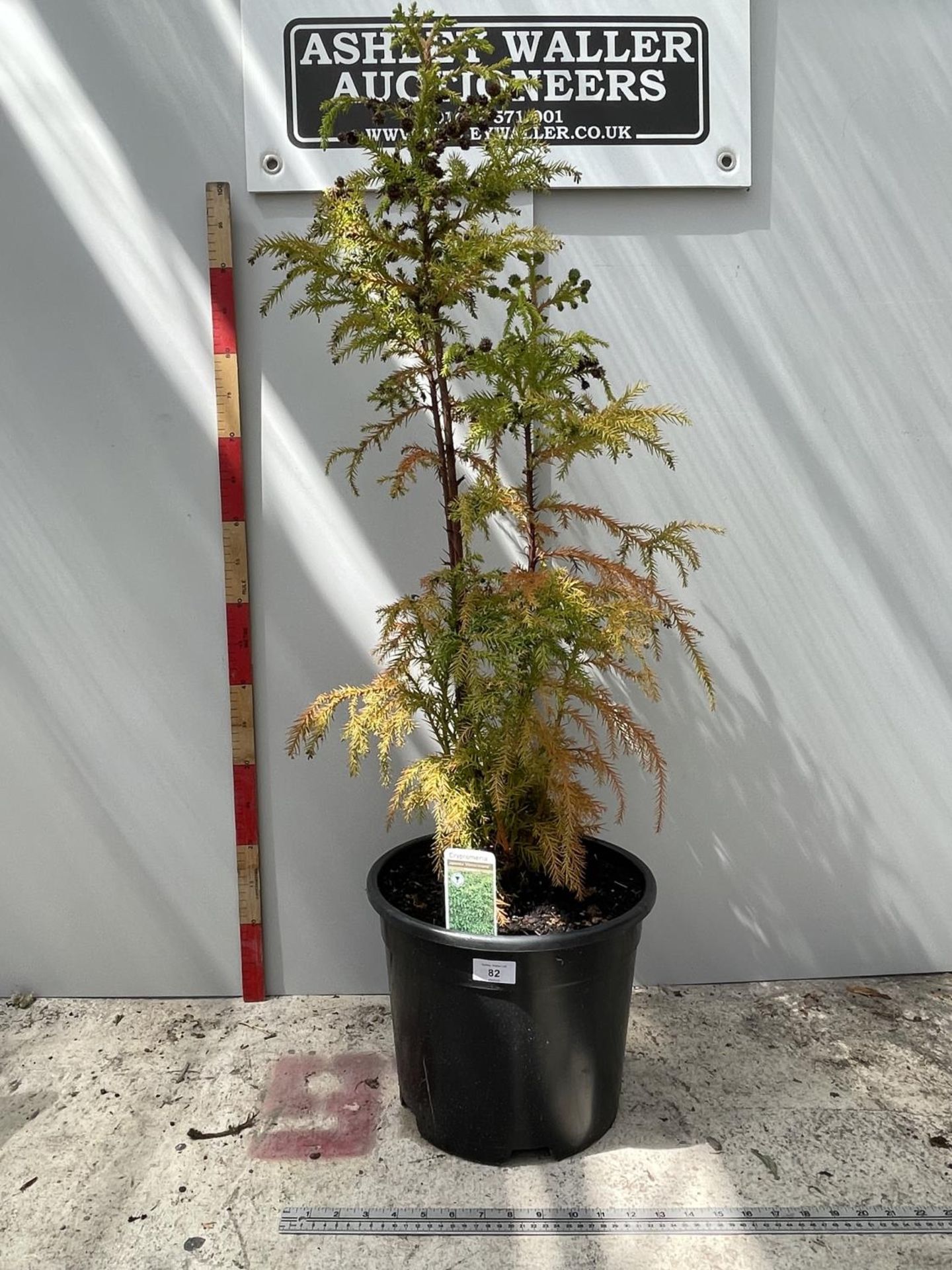 ONE CRYPTOMERIA 'VILMORINIANA' TREE IN POT 110CM IN HEIGHT PLUS VAT