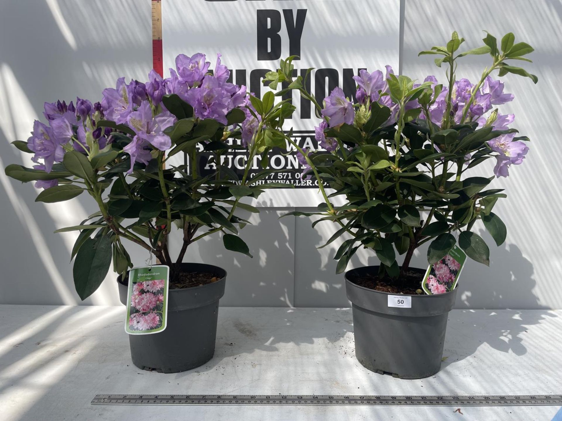 TWO PURPLE RHODODENDRONS 'CHEER' 60CM IN HEIGHT IN POTS PLUS VAT - Image 2 of 3