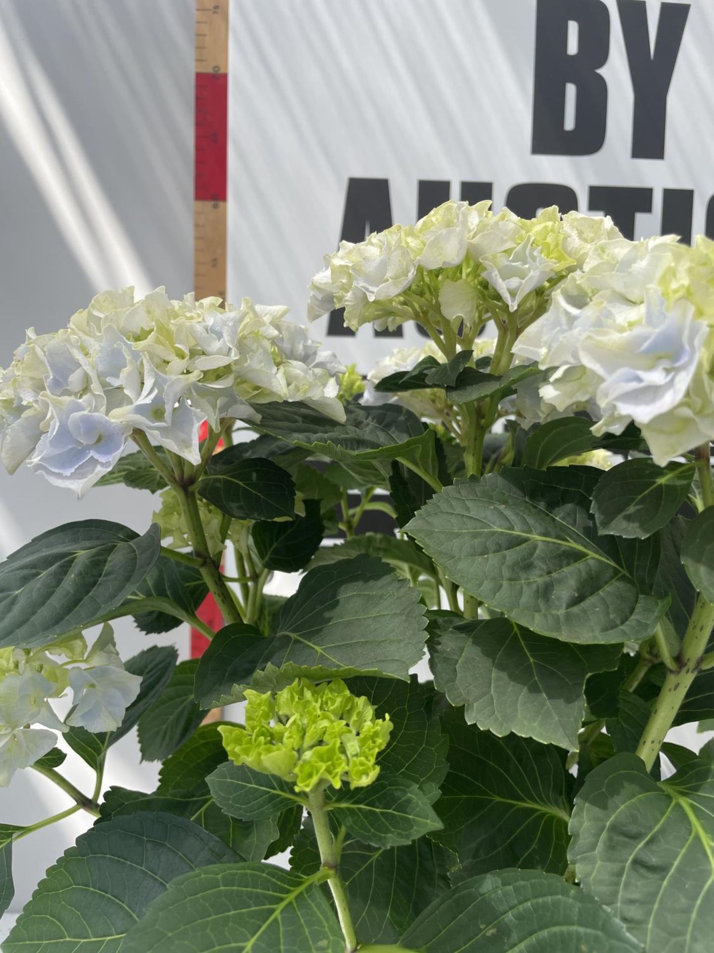 TWO BLUE LACECAP HYDRANGEAS IN POTS 55CM IN HEIGHT PLUS VAT - Image 2 of 3