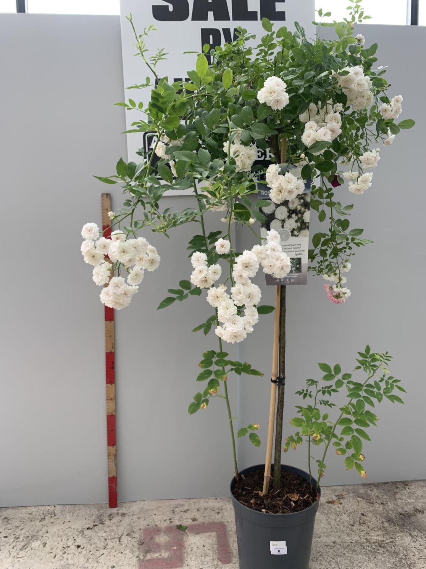 A STANDARD WHITE ROSE CRYSTAL FAIRY 135CM IN HEIGHT IN A 6 LITRE POT + VAT