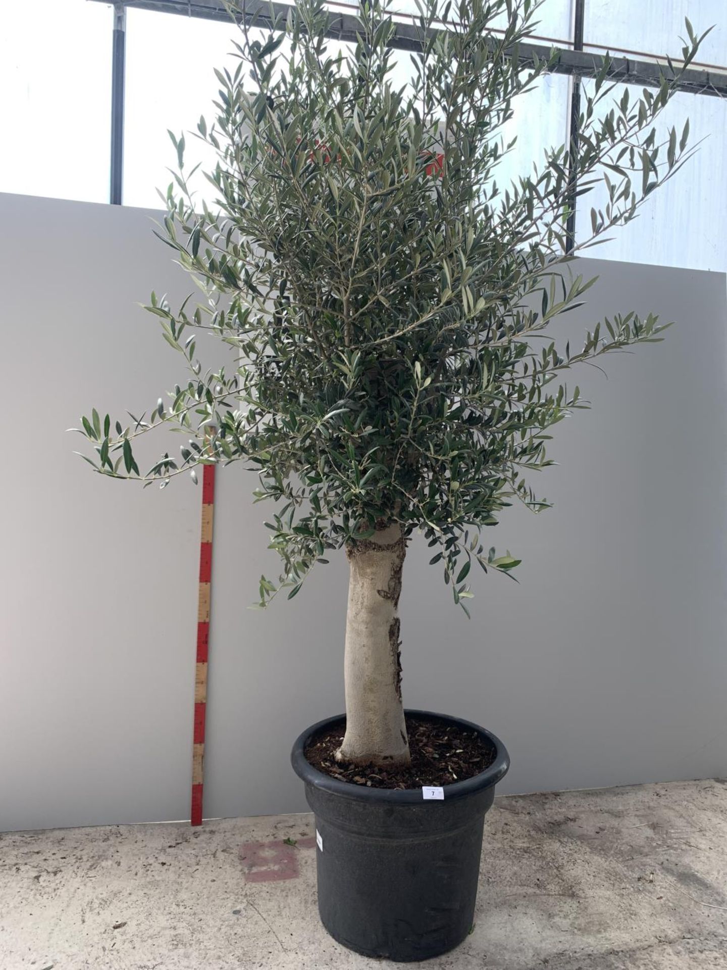 AN OLEA EUROPEA TREE 180CM IN HEIGHT IN A 35 LITRE POT + VAT