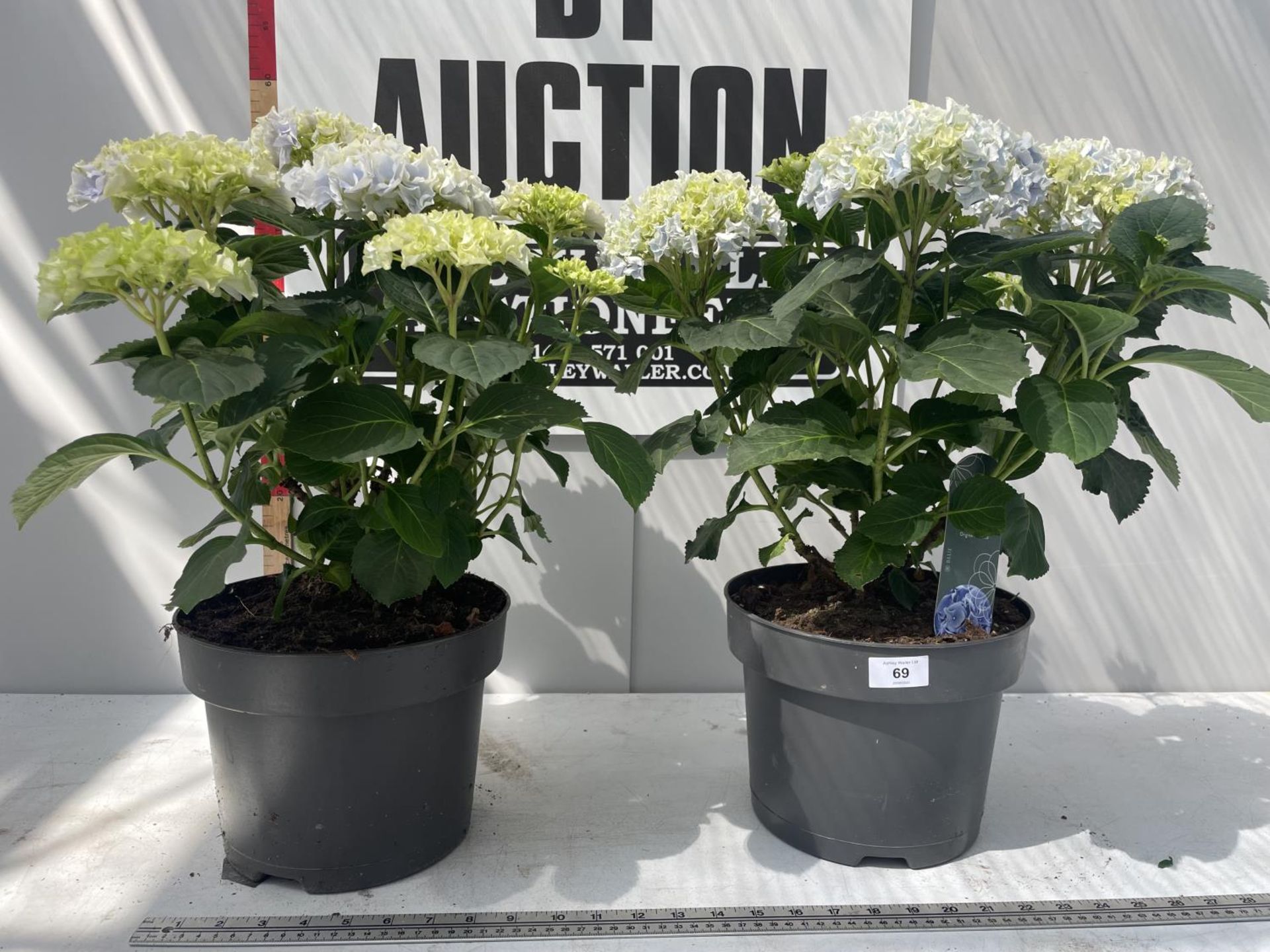 TWO BLUE LACECAP HYDRANGEAS IN POTS 55CM IN HEIGHT PLUS VAT