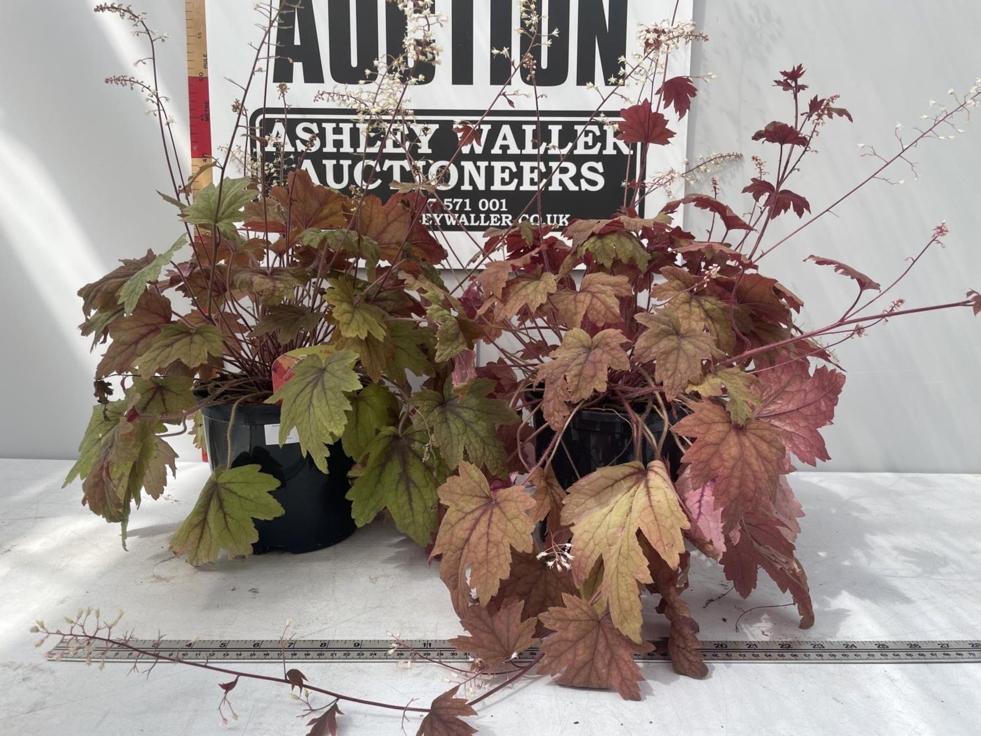 TWO HEUCHERELLA 'SWEET TEA' IN 3 LITRE POTS PLUS VAT