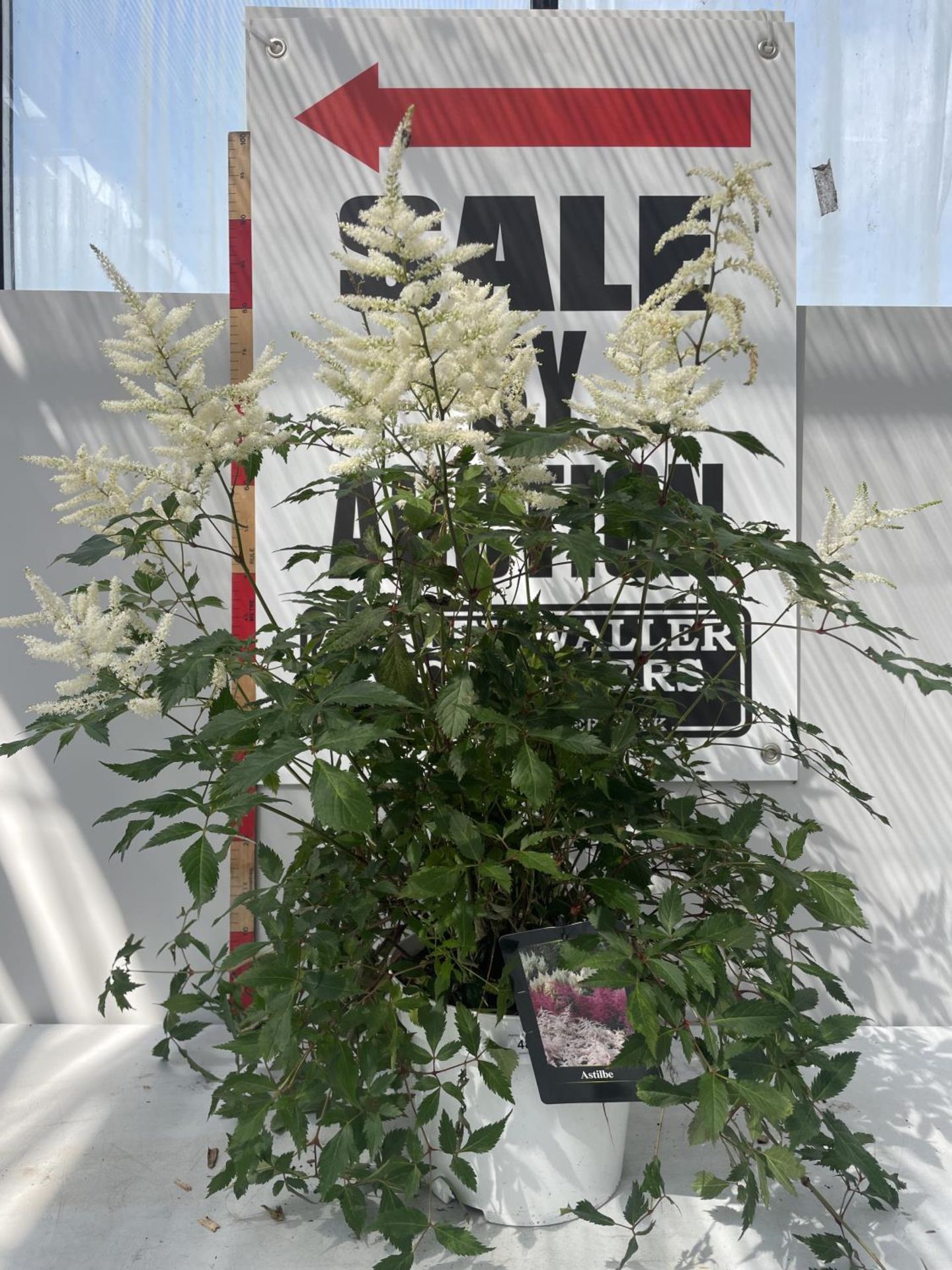 ONE WHITE ASTILBE IN POT PLUS VAT