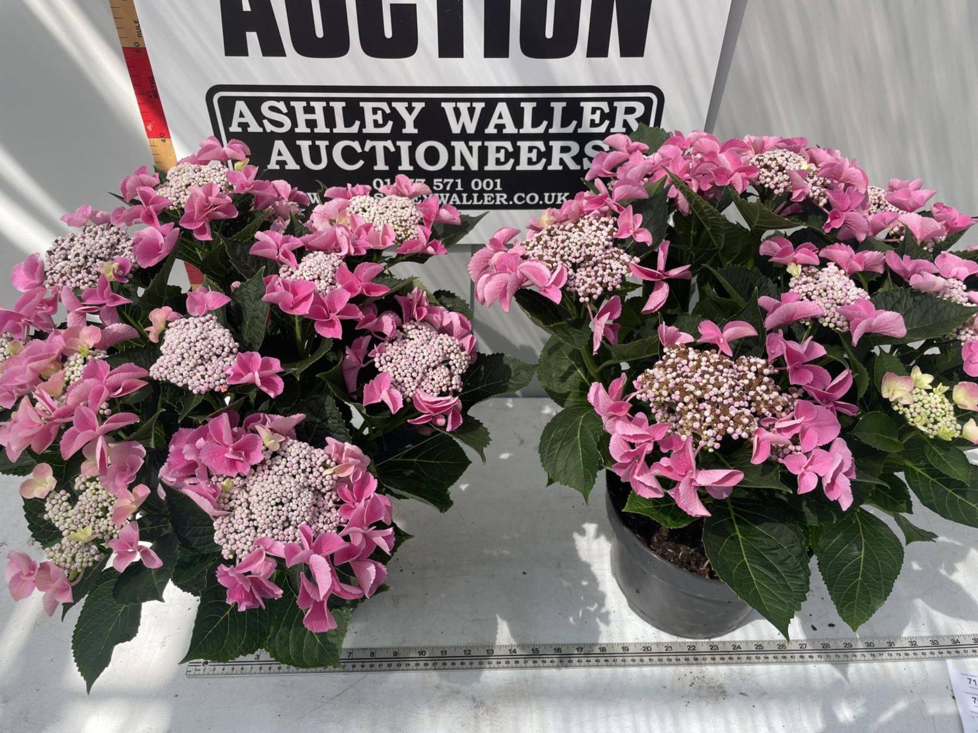 TWO PINK LACECAP HYDRANGEAS IN POTS 50CM IN HEIGHT PLUS VAT - Image 2 of 5