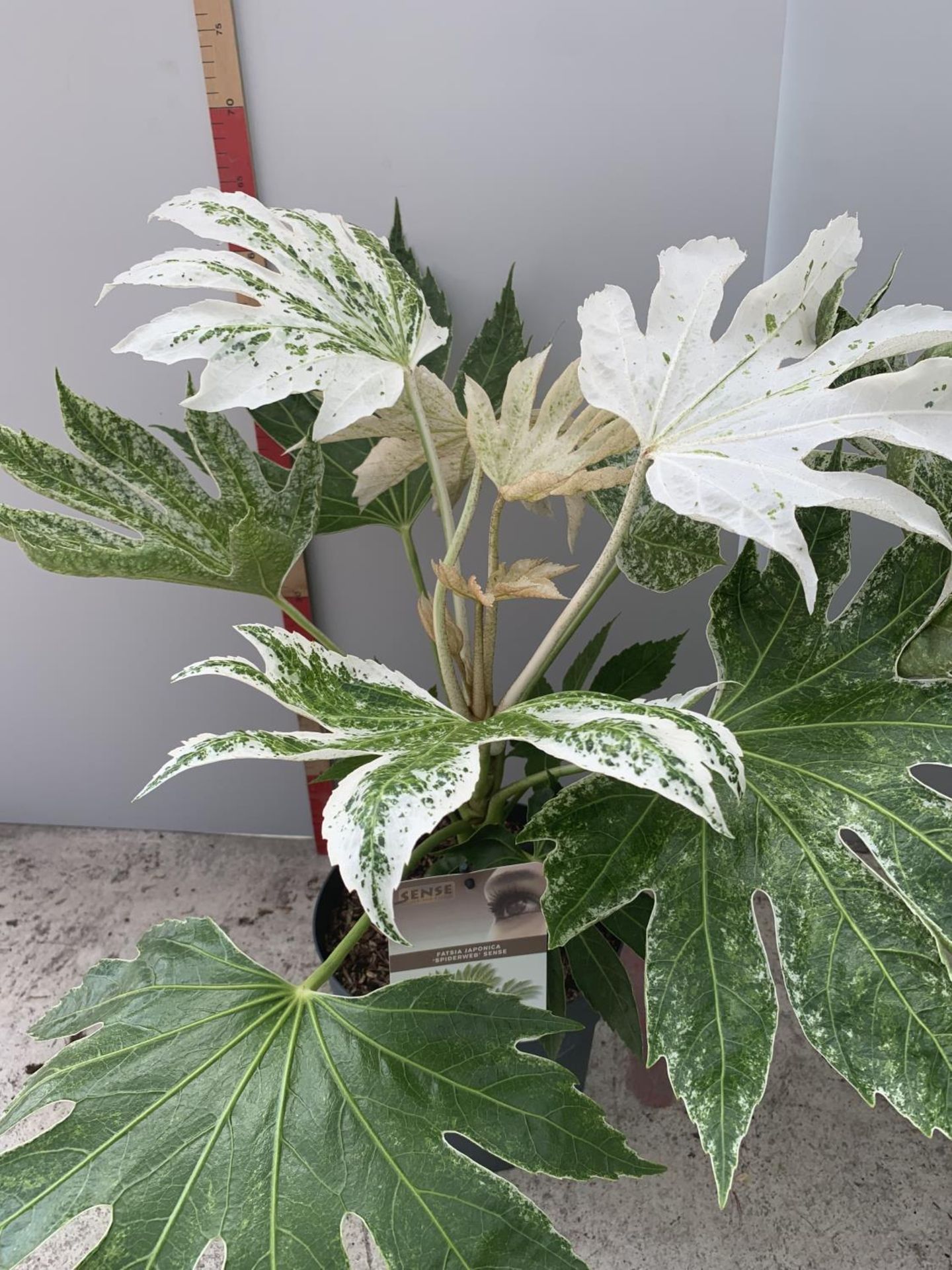 TWO FATSIA JAPONICA SPIDERWEB APPROXIMATELY 70CM TALL IN 6 LITRE POTS + VAT - Image 2 of 5