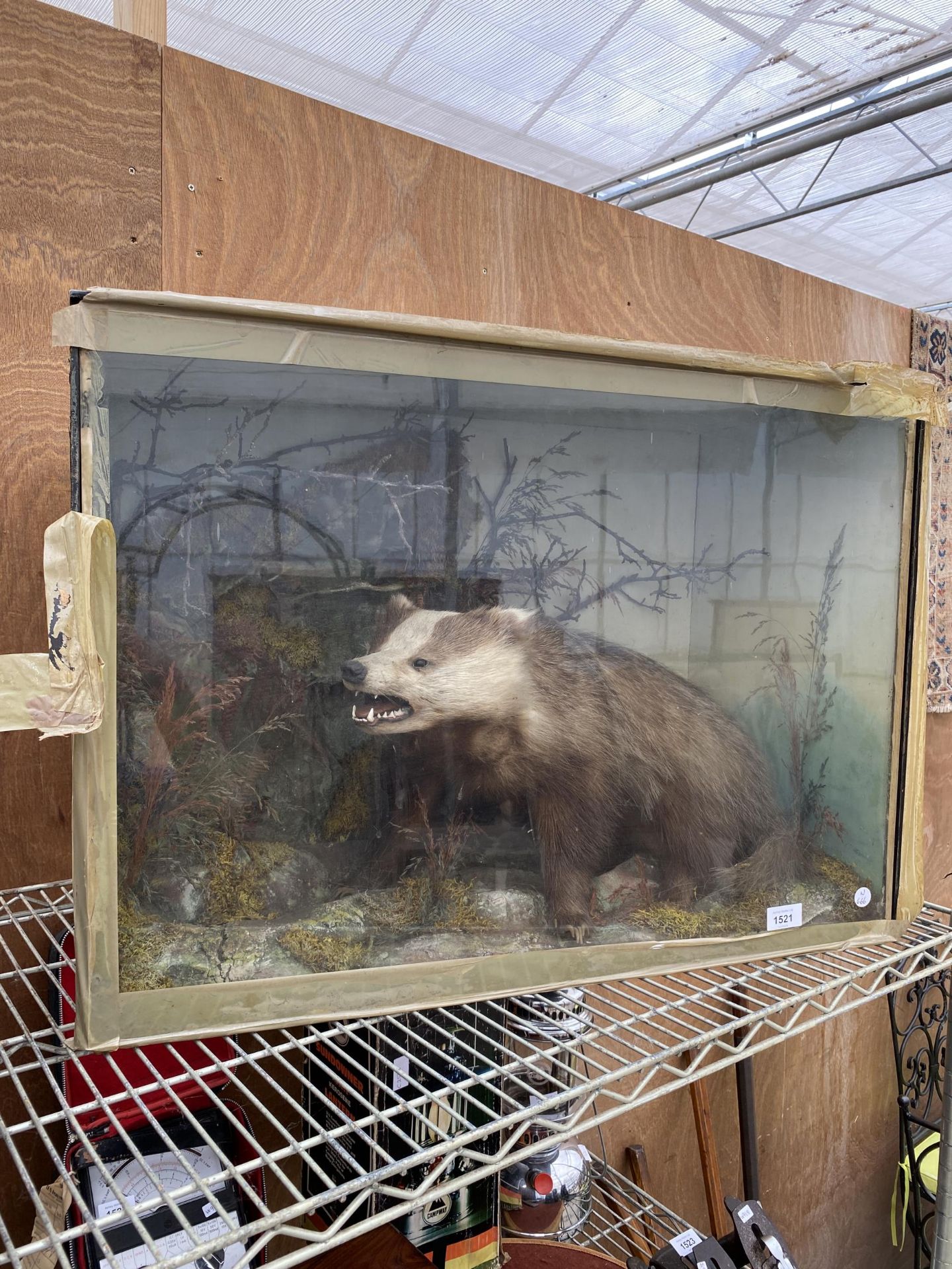 A VINTAGE WOODEN CASED TAXIDERMY BADGER
