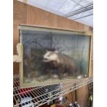 A VINTAGE WOODEN CASED TAXIDERMY BADGER