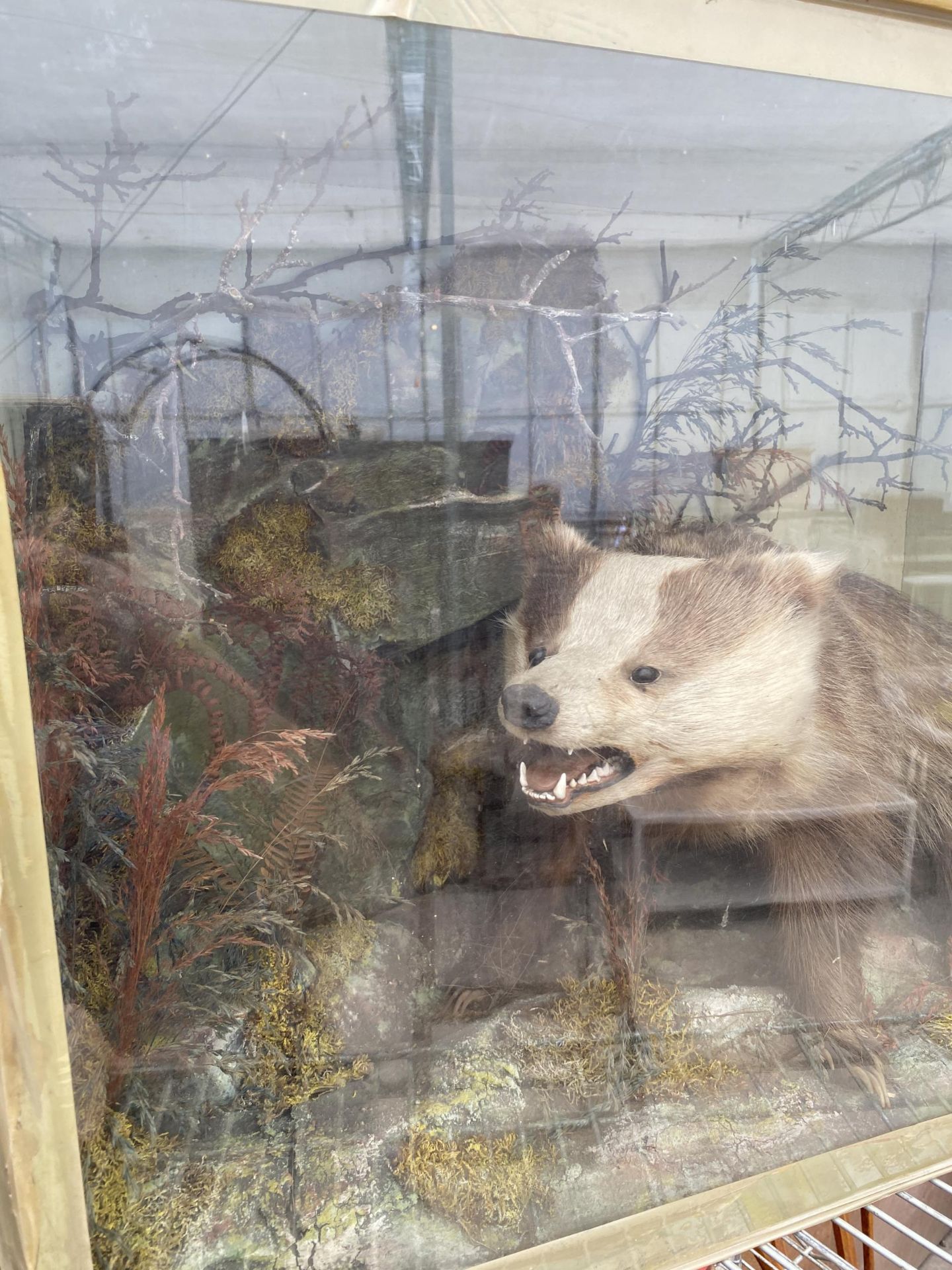 A VINTAGE WOODEN CASED TAXIDERMY BADGER - Image 4 of 7