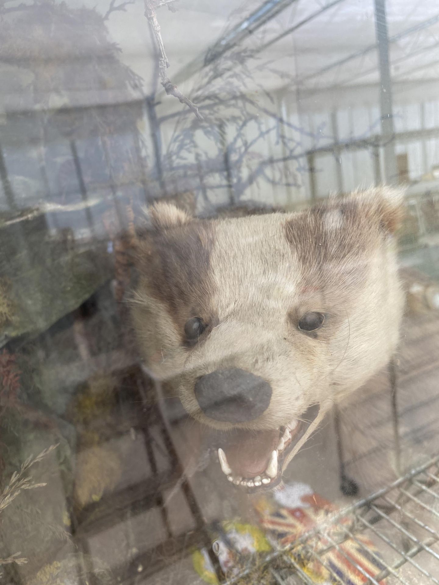 A VINTAGE WOODEN CASED TAXIDERMY BADGER - Image 3 of 7
