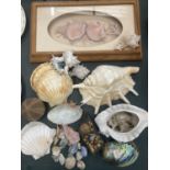 A COLLECTION OF LARGE AND SMALL SHELLS TO INCLUDE A FRAMED COLLAGE