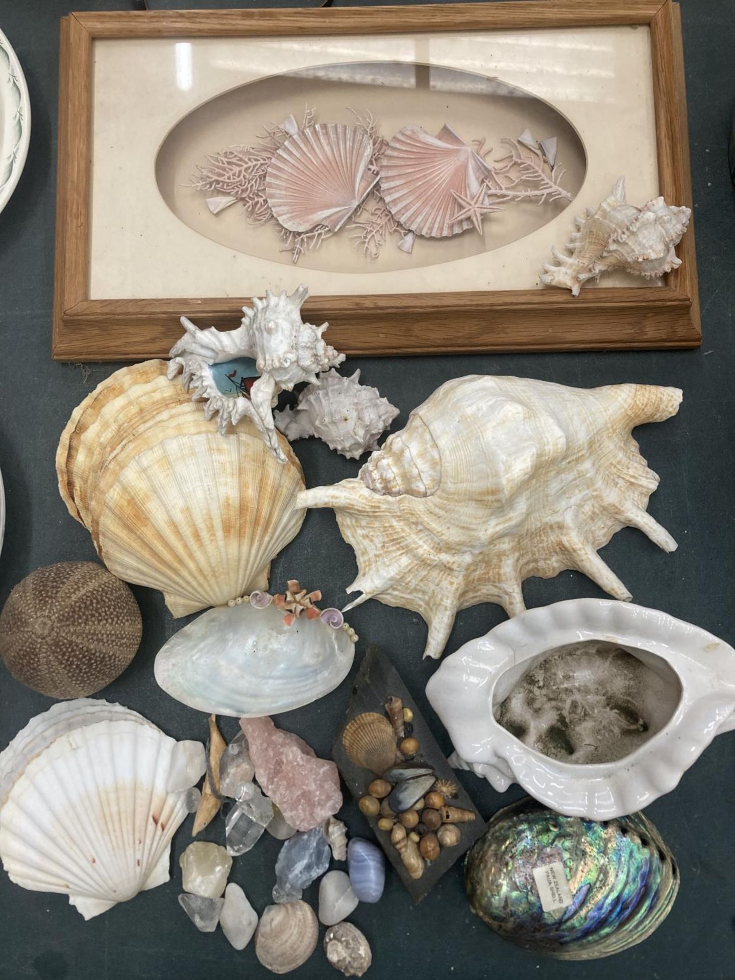 A COLLECTION OF LARGE AND SMALL SHELLS TO INCLUDE A FRAMED COLLAGE