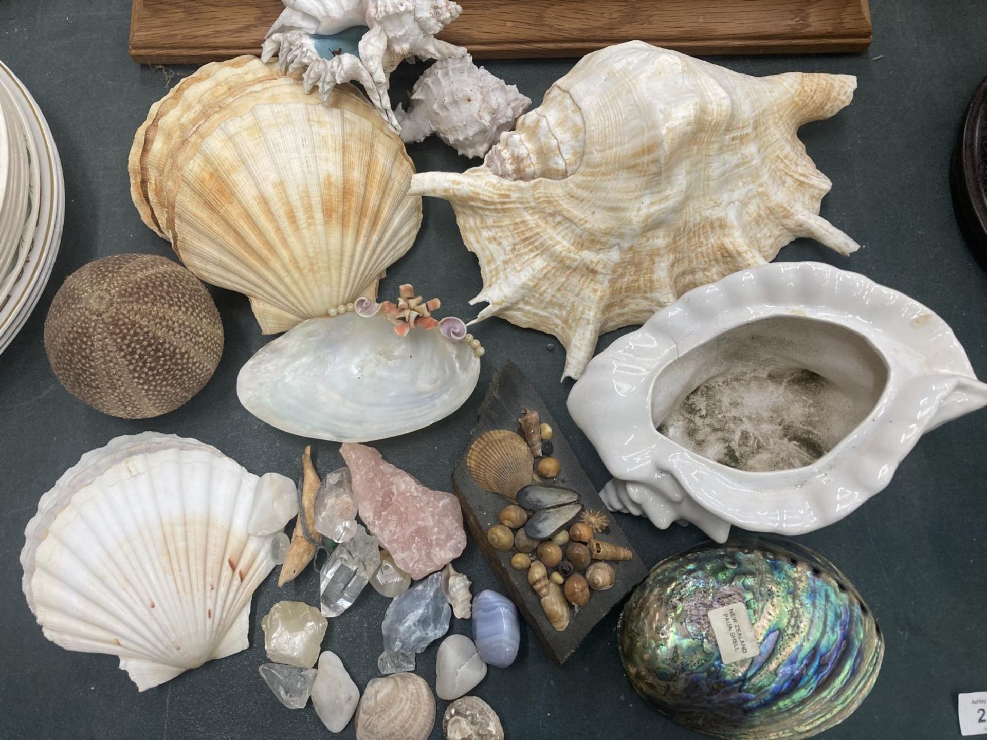 A COLLECTION OF LARGE AND SMALL SHELLS TO INCLUDE A FRAMED COLLAGE - Bild 3 aus 3