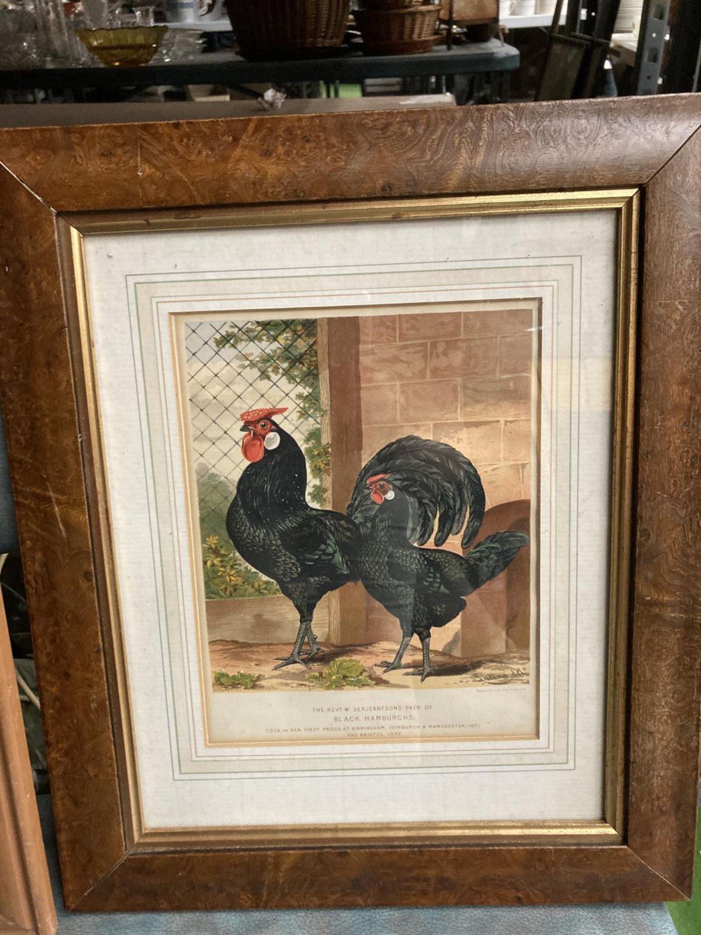 A CHICKEN BLACKBOARD AND A VICTORIAN PRINT OF A PAIR OF BLACK HAMBURGS - Image 2 of 4