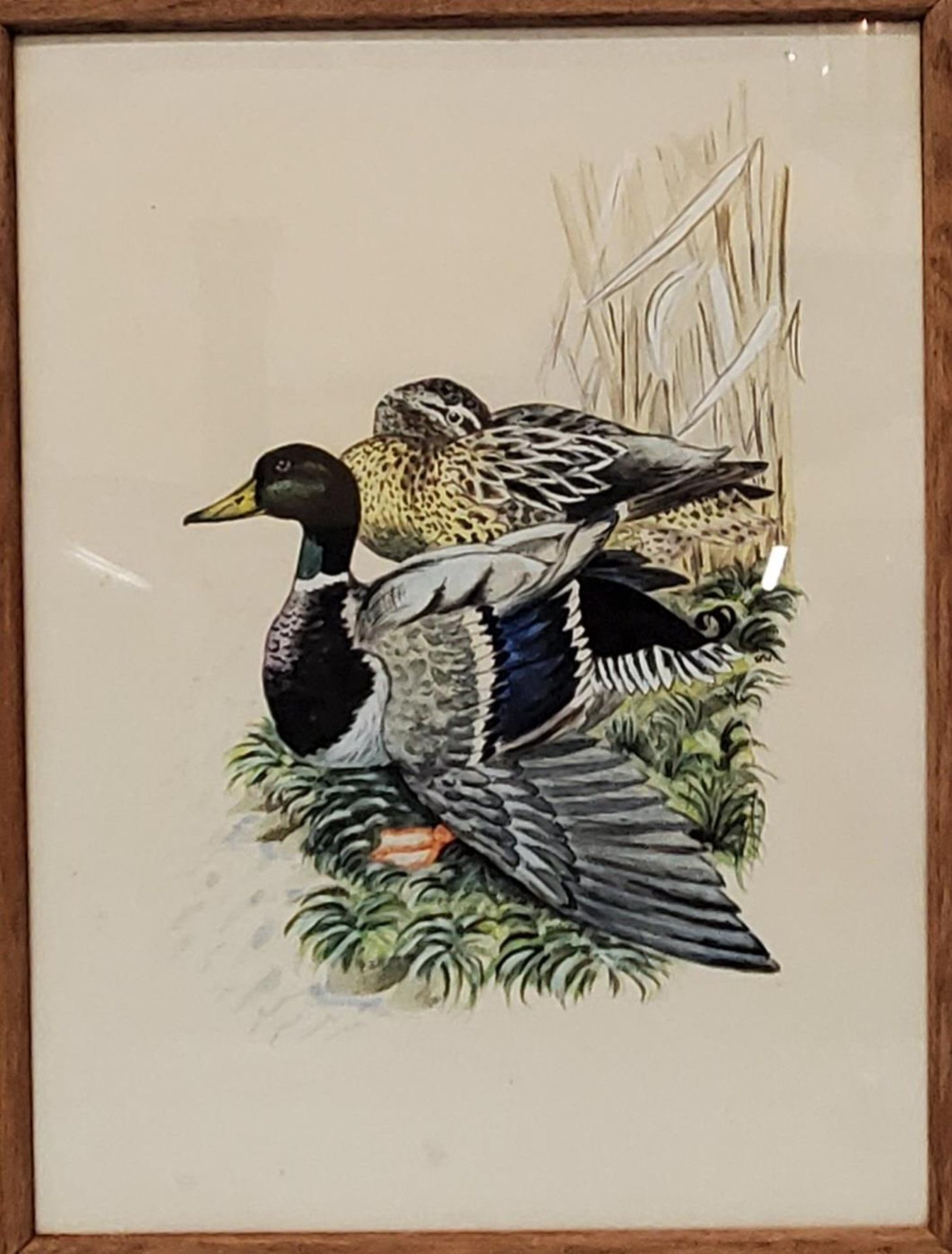 GMV (20TH CENTURY) PAIR OF MALLARD DUCKS WATERCOLOUR INITIALED, 40CM X 30CM, FRAMED AND GLAZED