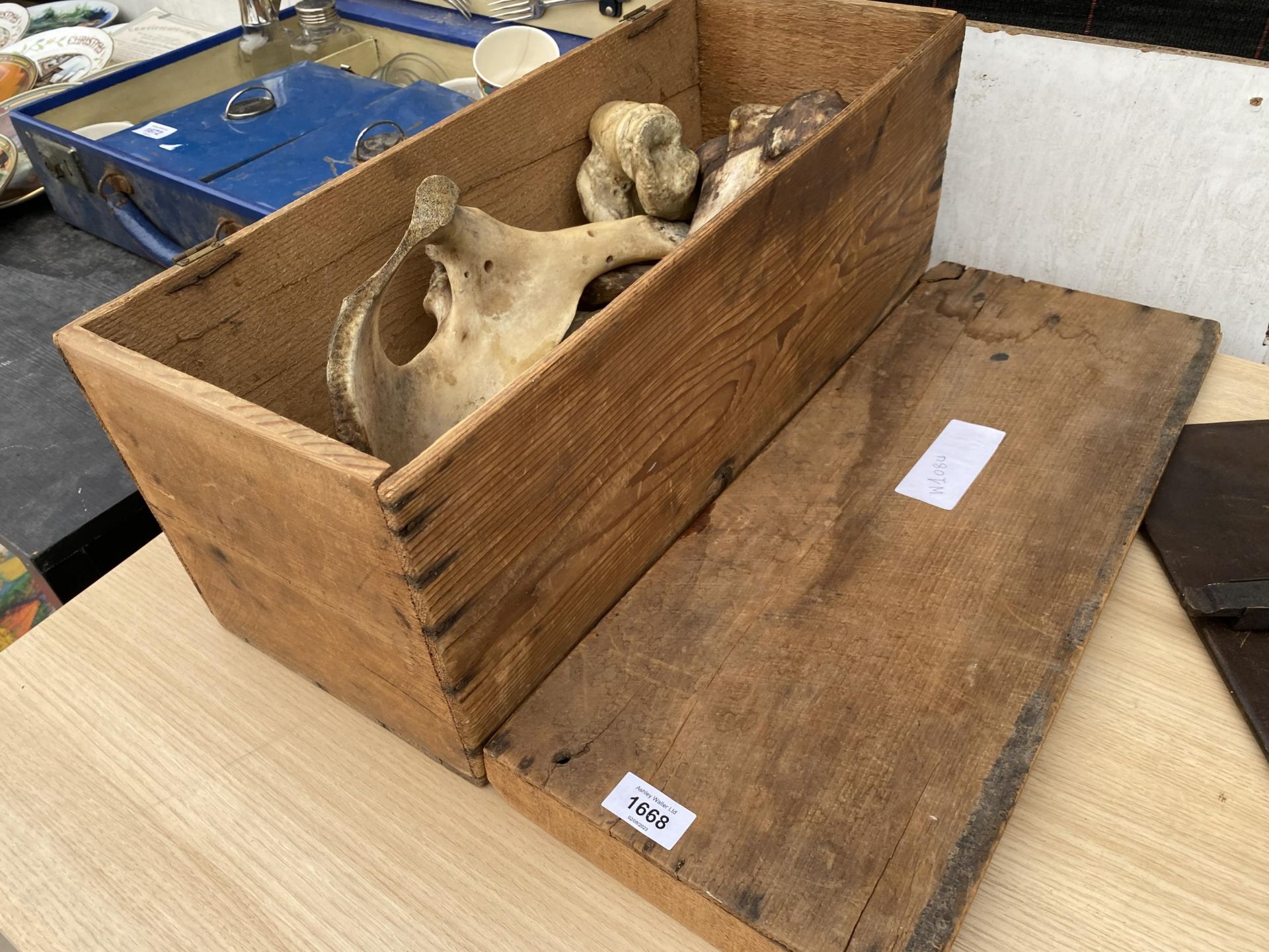 A BOX OF ASSORTED BONES - Image 2 of 3