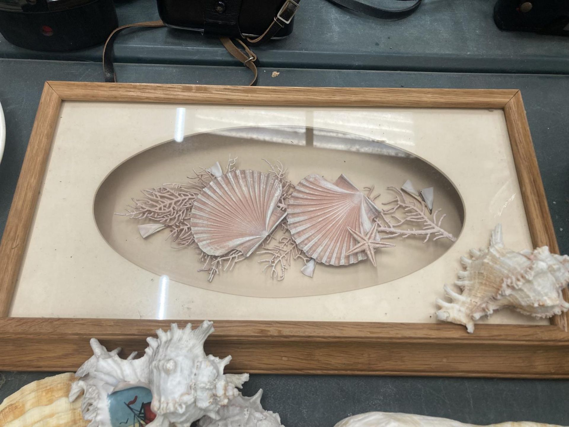 A COLLECTION OF LARGE AND SMALL SHELLS TO INCLUDE A FRAMED COLLAGE - Image 2 of 3