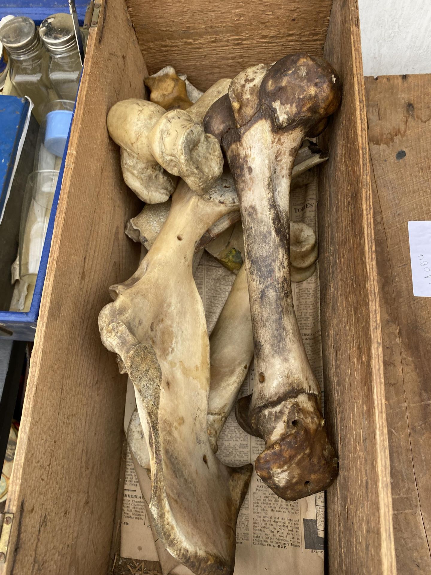 A BOX OF ASSORTED BONES - Image 3 of 3