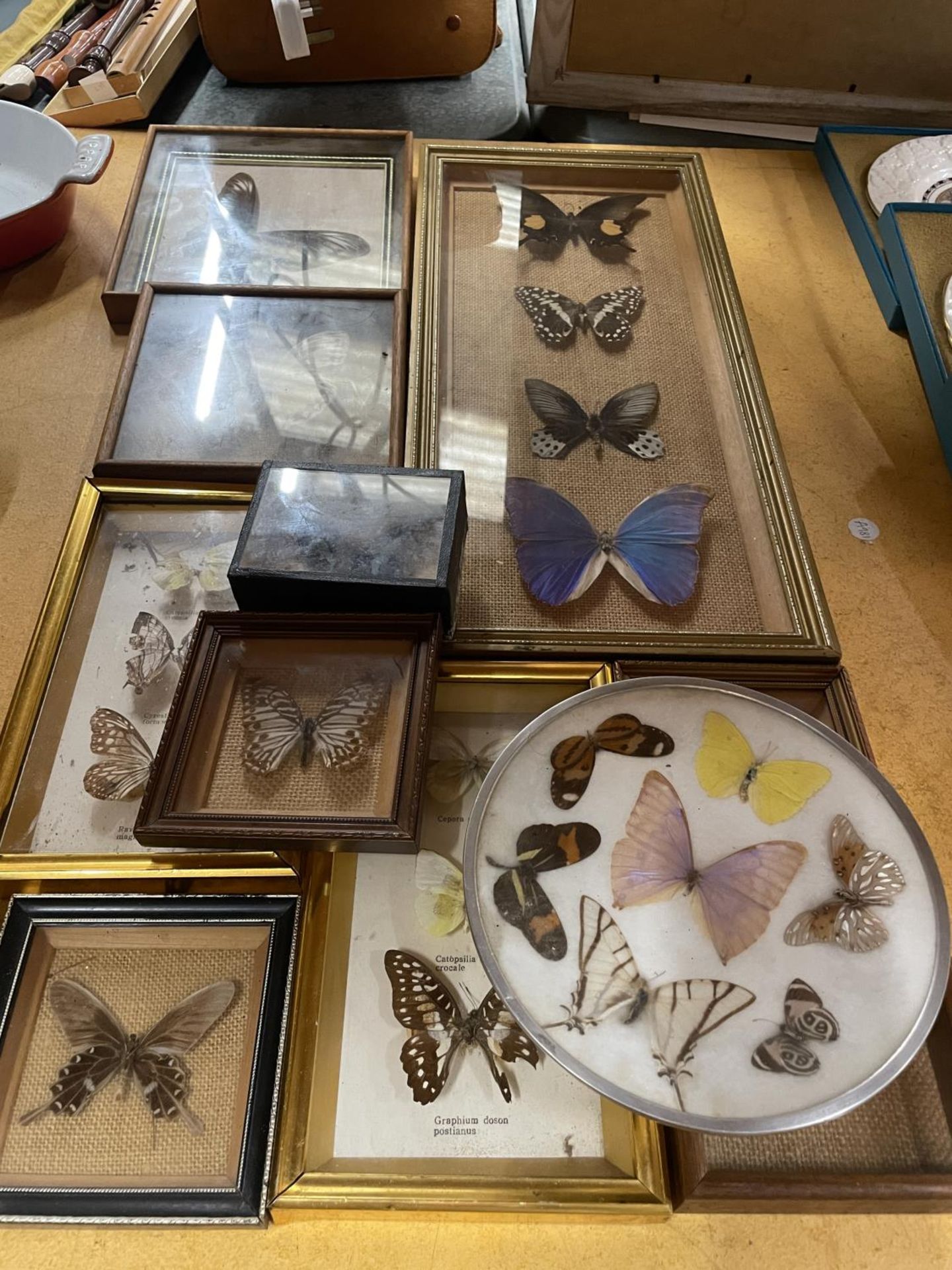 A COLLECTION OF TAXIDERMY BUTTERFLIES IN FRAMES - 10 IN TOTAL