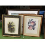 A GROUP OF FRAMED PRINTS, BIRDS, STILL LIFE, HOUSE OF WORSHIP, NEW DELHI ETC