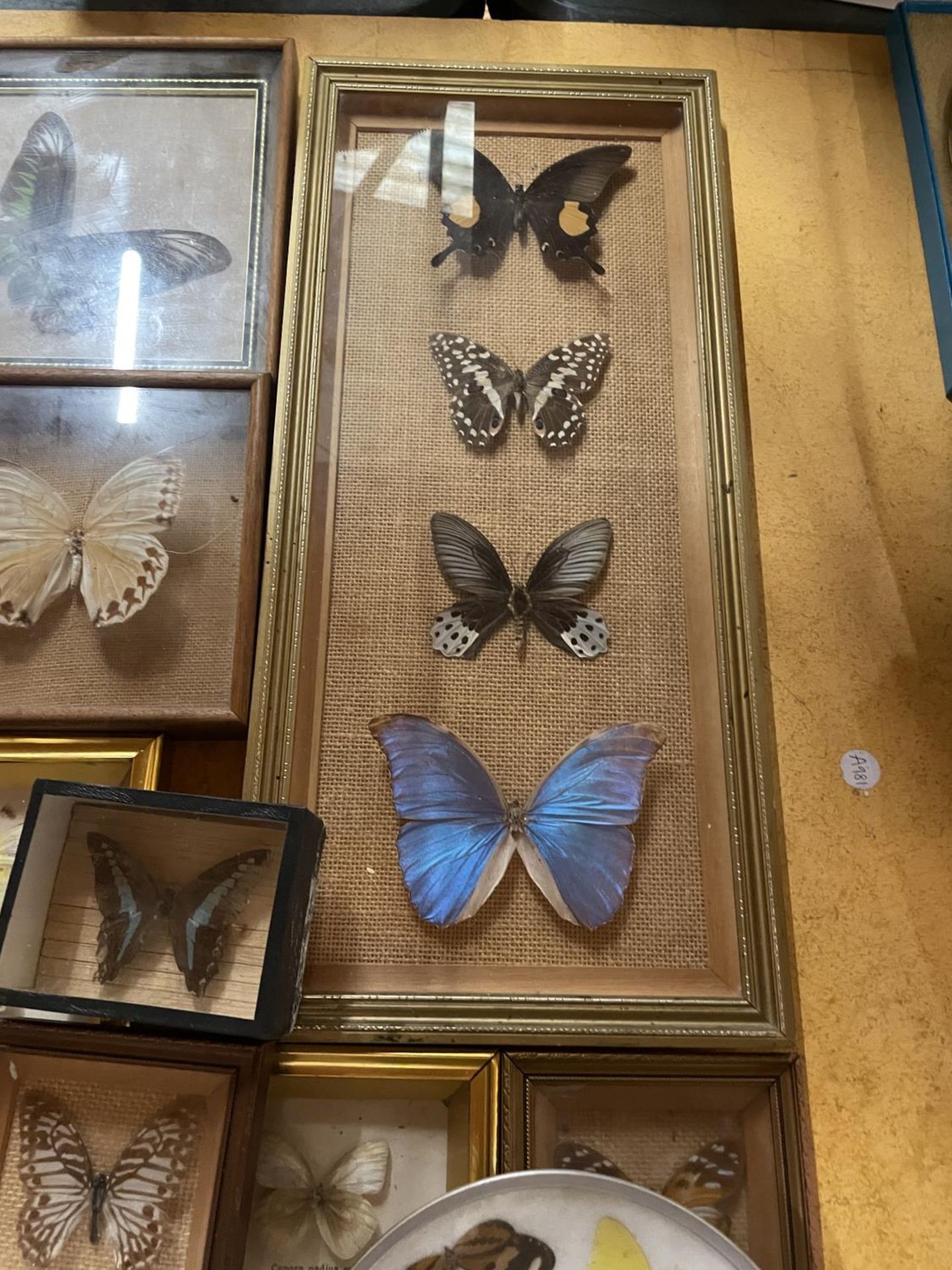 A COLLECTION OF TAXIDERMY BUTTERFLIES IN FRAMES - 10 IN TOTAL - Bild 2 aus 4