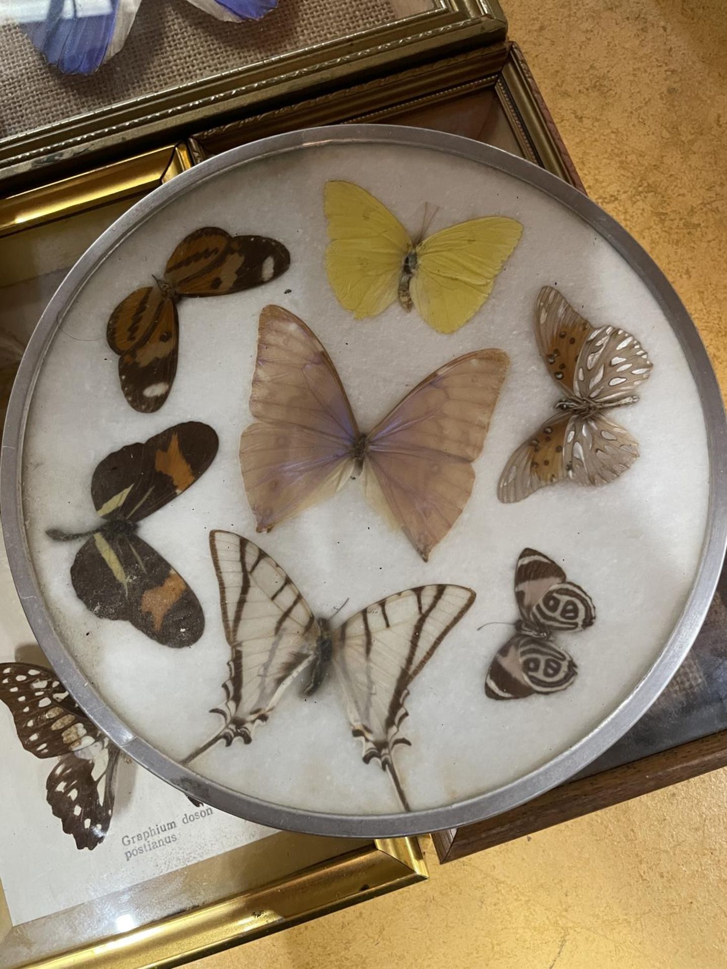 A COLLECTION OF TAXIDERMY BUTTERFLIES IN FRAMES - 10 IN TOTAL - Bild 4 aus 4