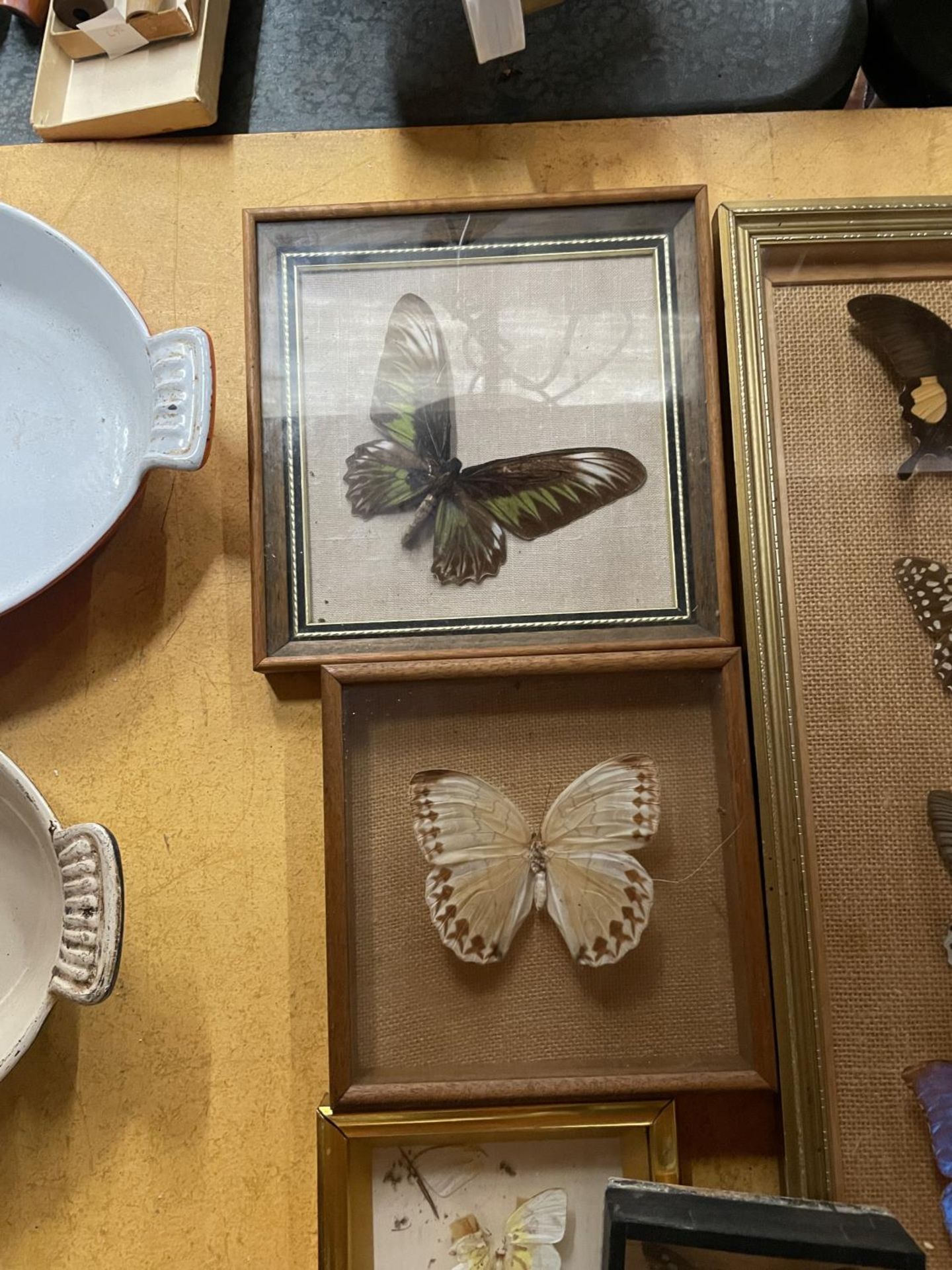 A COLLECTION OF TAXIDERMY BUTTERFLIES IN FRAMES - 10 IN TOTAL - Bild 3 aus 4