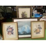 A GROUP OF FRAMED PRINTS, BIRDS, STILL LIFE, HOUSE OF WORSHIP, NEW DELHI ETC