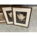 A PAIR OF FRAMED BLACK AND WHITE FLOWER PRINTS