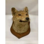 A VINTAGE TAXIDERMY FOX HEAD ON OAK PLINTH