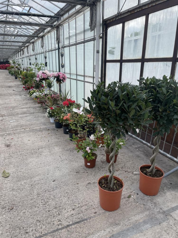 HORTICULTURAL AUCTION - TO INCLUDE PLANTS, SHRUBS, TREES, PERENNIALS, BEDDING PLANTS, GARDEN FURNITURE AND ACCESSORIES FROM 9.30 AM