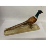 A BESWICK NO. 1774 PHEASANT ON BASE