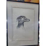 A FRAMED PRINT OF A WHIPPET / GREYHOUND, SIGNED A TO RIGHT CORNER