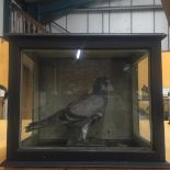 A TAXIDERMY PIGEON IN A GLASS DISPLAY CASE