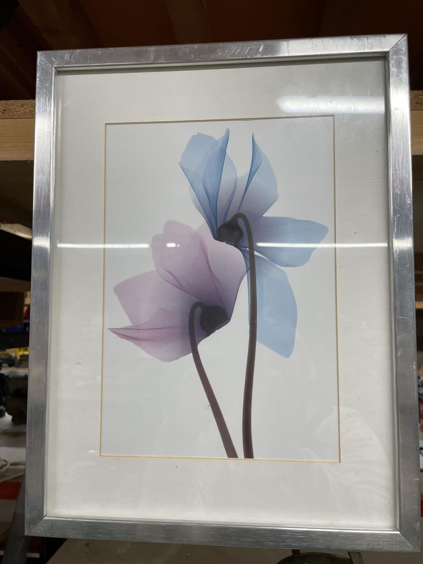 TWO FRAMED BOTANICAL PRINTS - Image 3 of 3