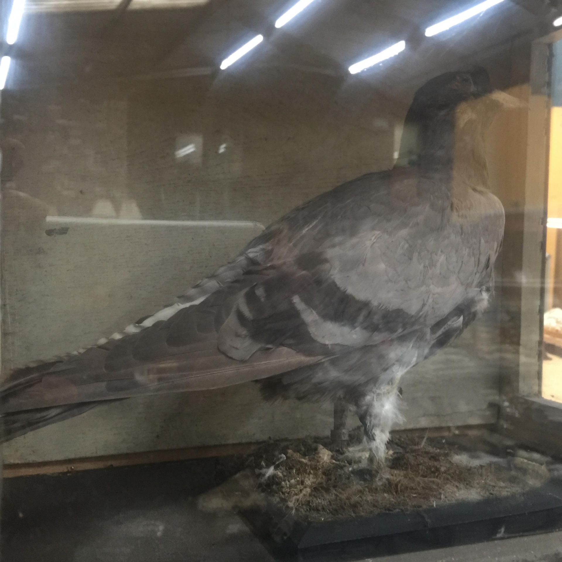 A TAXIDERMY PIGEON IN A GLASS DISPLAY CASE - Image 2 of 3