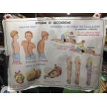 A 1960'S FRENCH SCHOOL CLASSROOM LARGE EDUCATIONAL DOUBLE SIDED ANATOMY CHART 91CM X 67CM