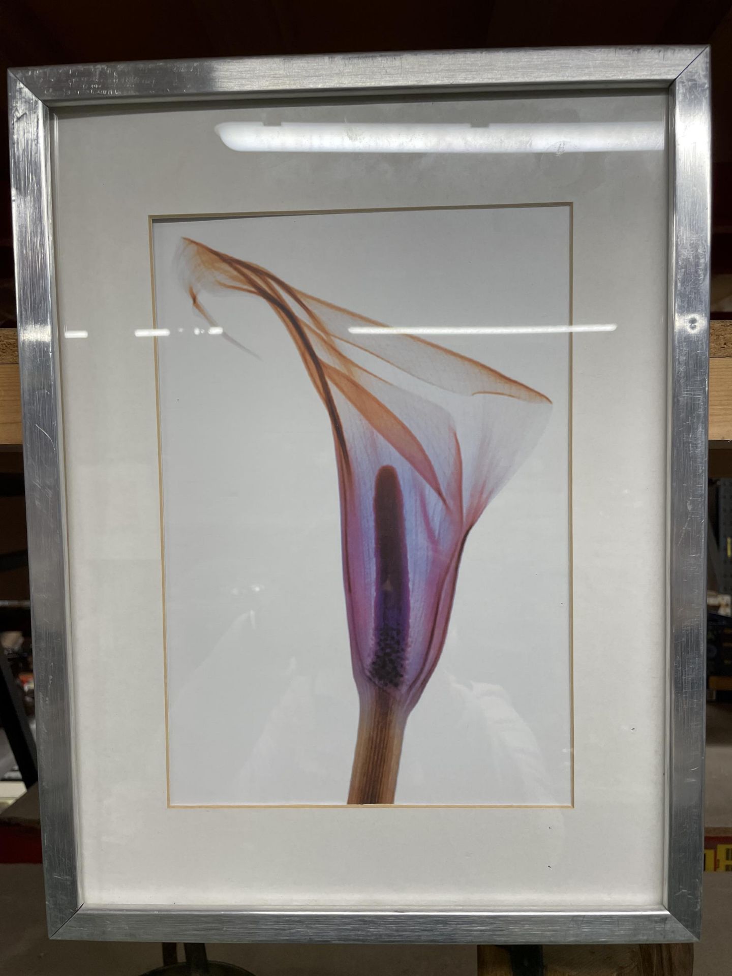 TWO FRAMED BOTANICAL PRINTS - Bild 2 aus 3