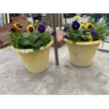 A PAIR OF YELLOW AUTUMN/WINTER GARDEN PLANTED TUBS WITH PRIMROSES, PANSIES AND VIOLAS ETC