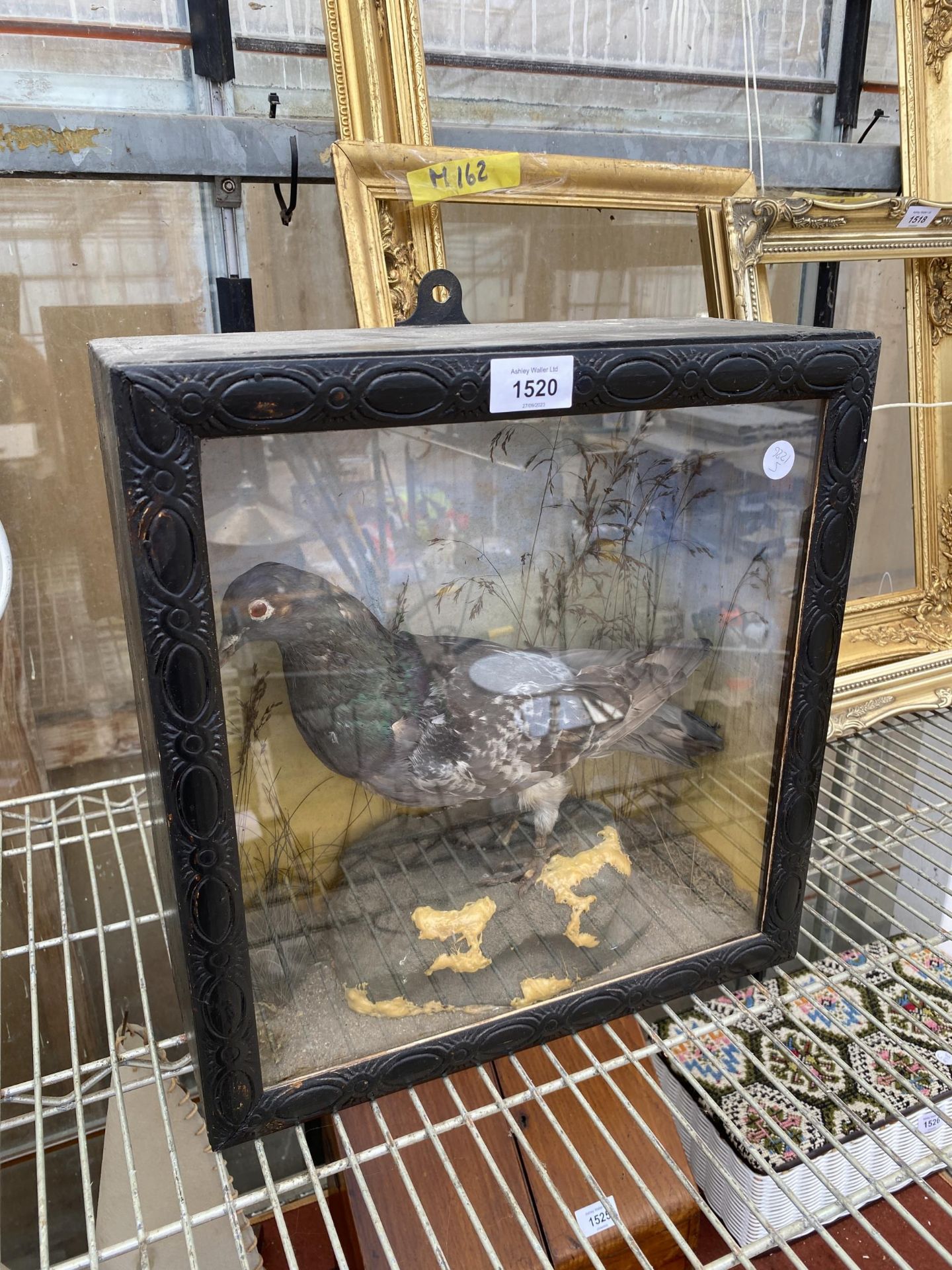 A VINTAGE WOODEN CASED TAXIDERMY PIGEON