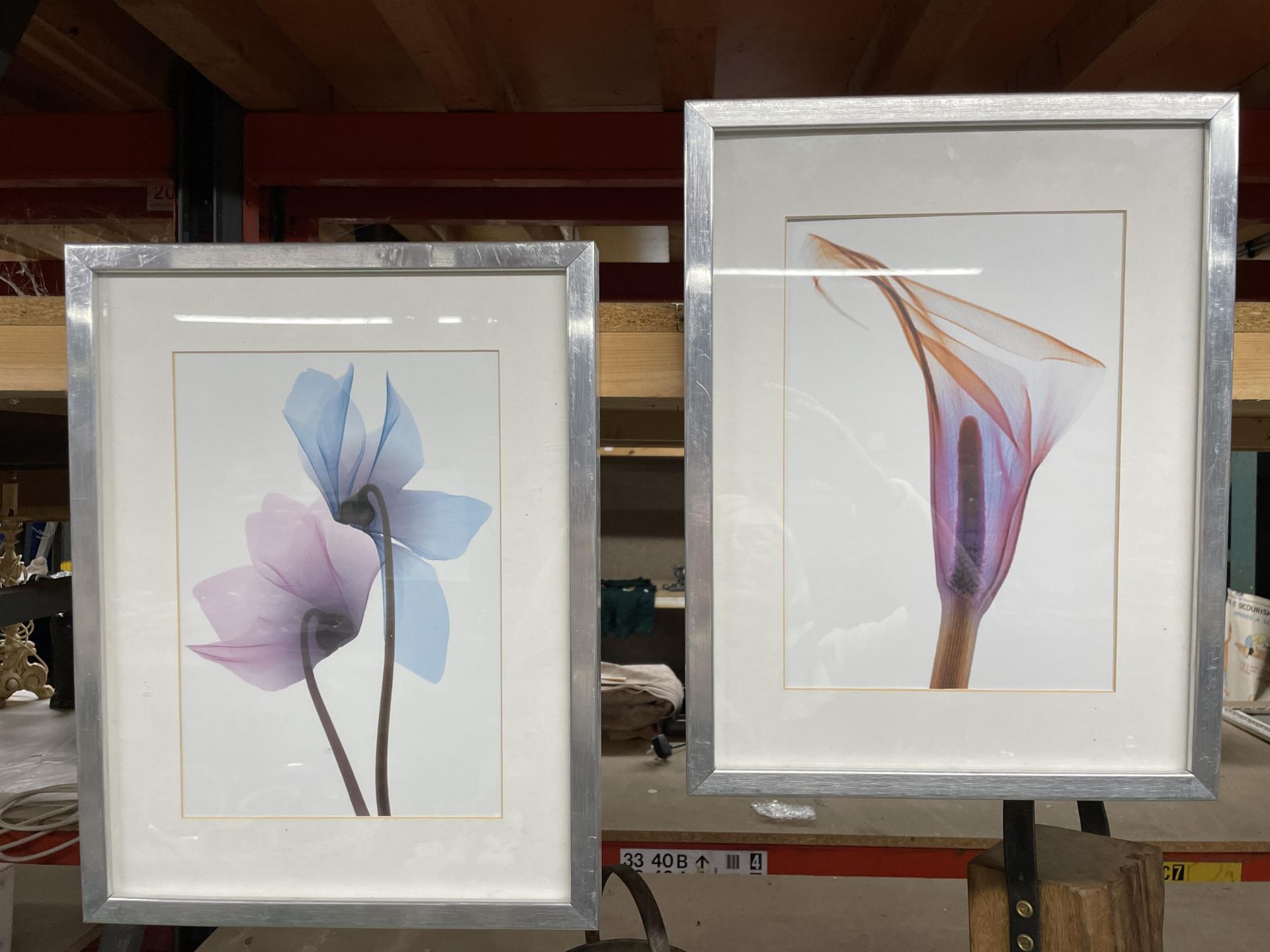 TWO FRAMED BOTANICAL PRINTS