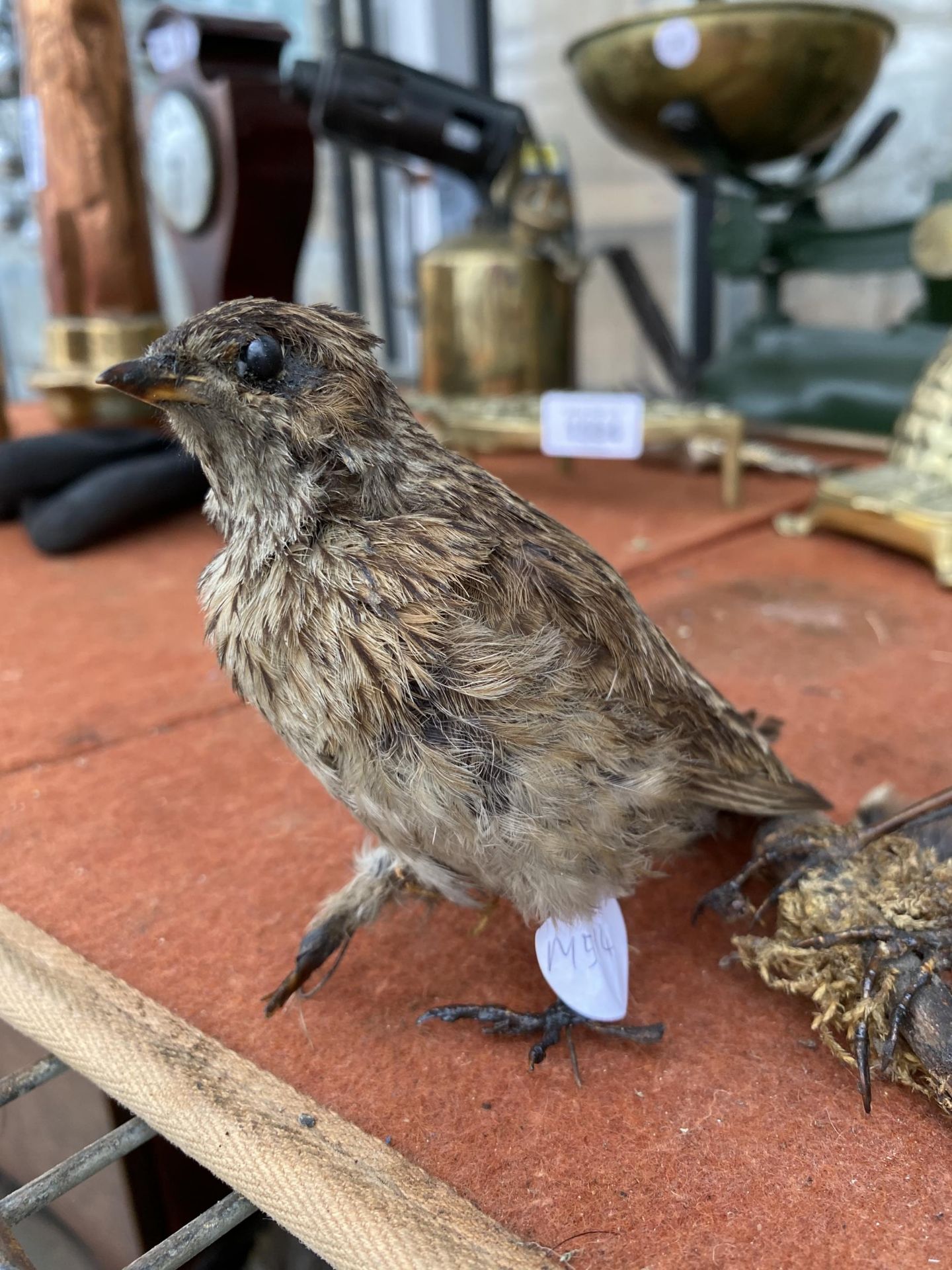 TWO SMALL TAXIDERMY BIRDS - Image 4 of 4