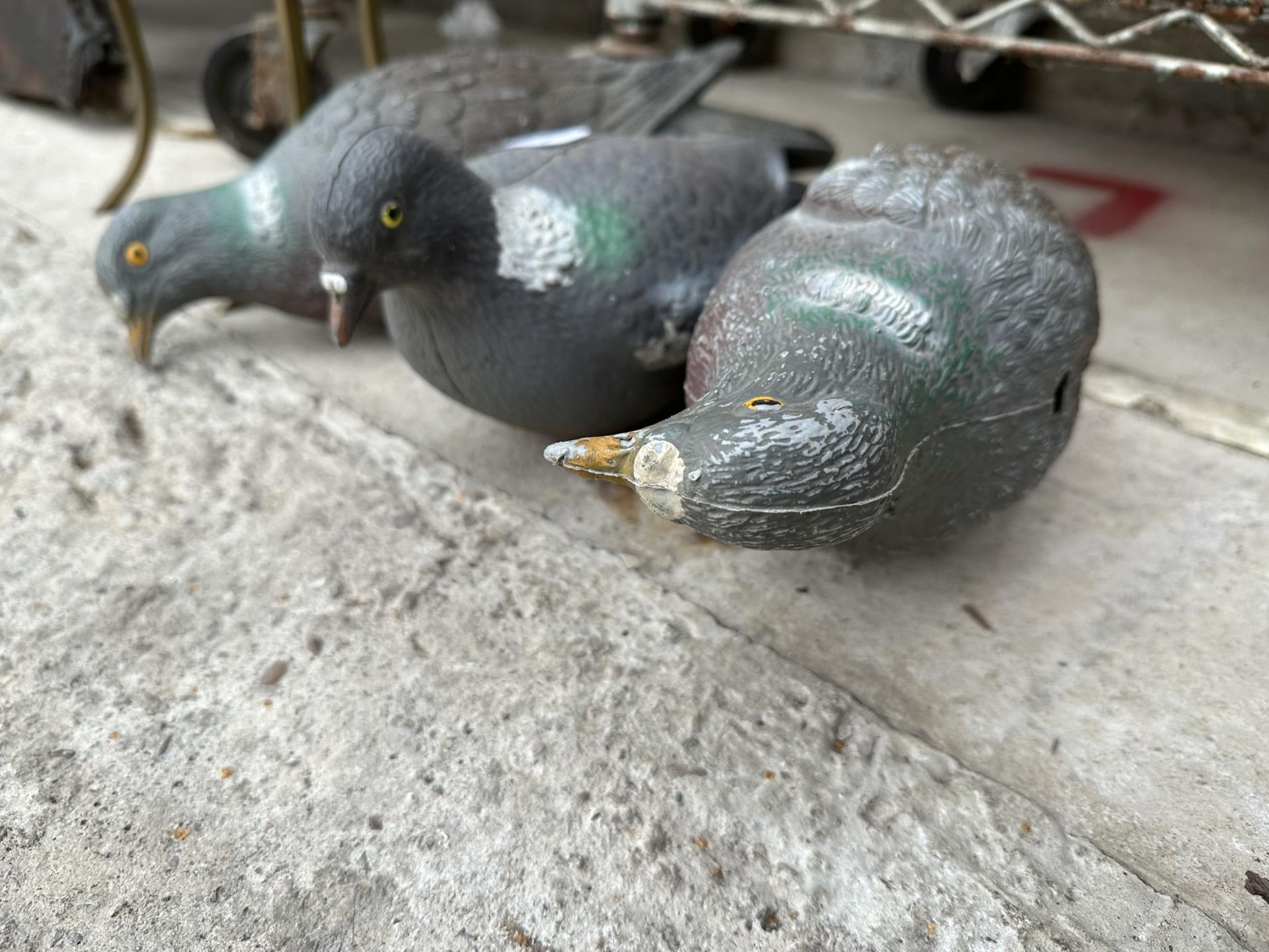 THREE PLASTIC WOOD PIGEON DECOYS - Bild 2 aus 3