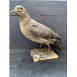 A LARGE TAXIDERMY SKUA ON A WOODEN PLINTH
