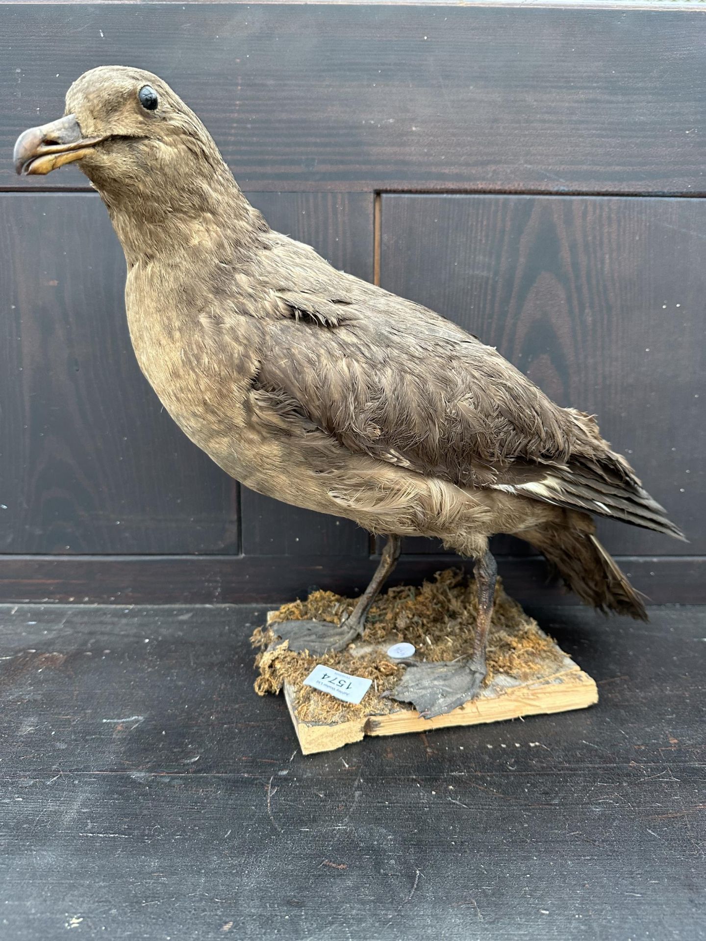 A LARGE TAXIDERMY SKUA ON A WOODEN PLINTH
