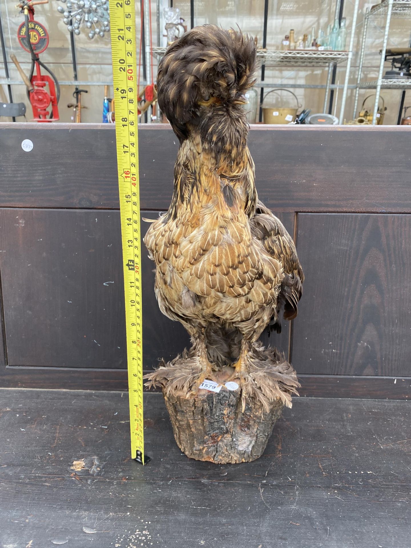 A LARGE TAXIDERMY POLISH FRIZZLE CHICKEN ON A LOG PLINTH - Image 2 of 8