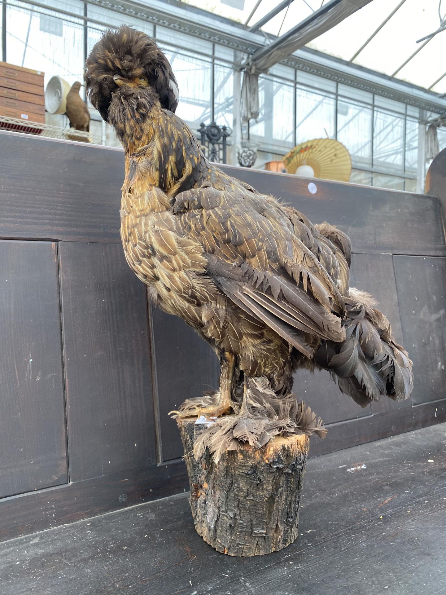 A LARGE TAXIDERMY POLISH FRIZZLE CHICKEN ON A LOG PLINTH - Image 5 of 8