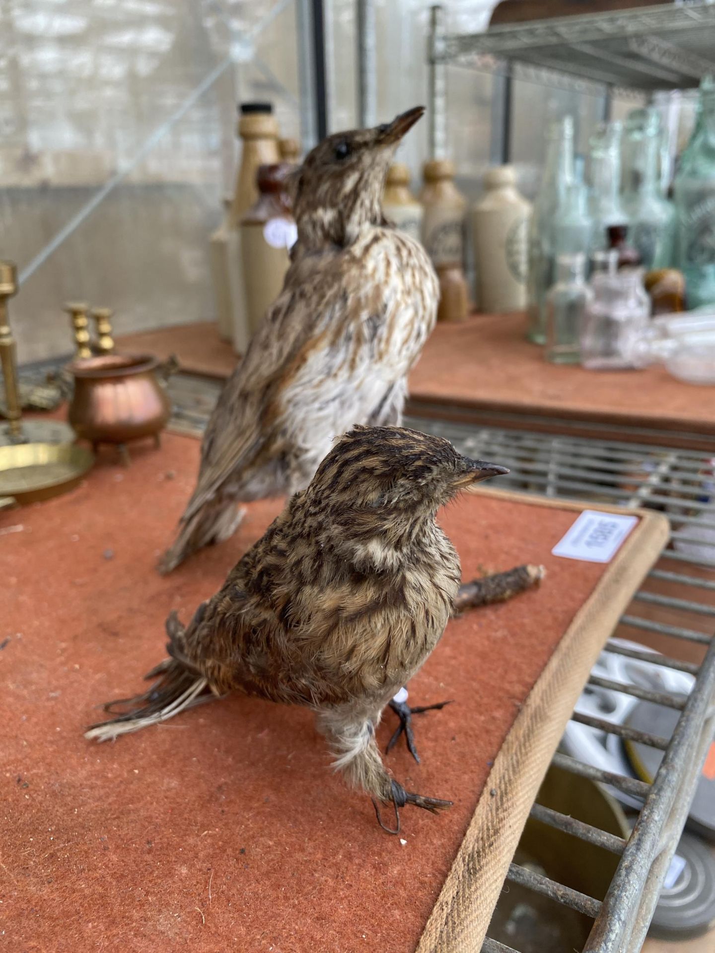 TWO SMALL TAXIDERMY BIRDS - Image 2 of 4