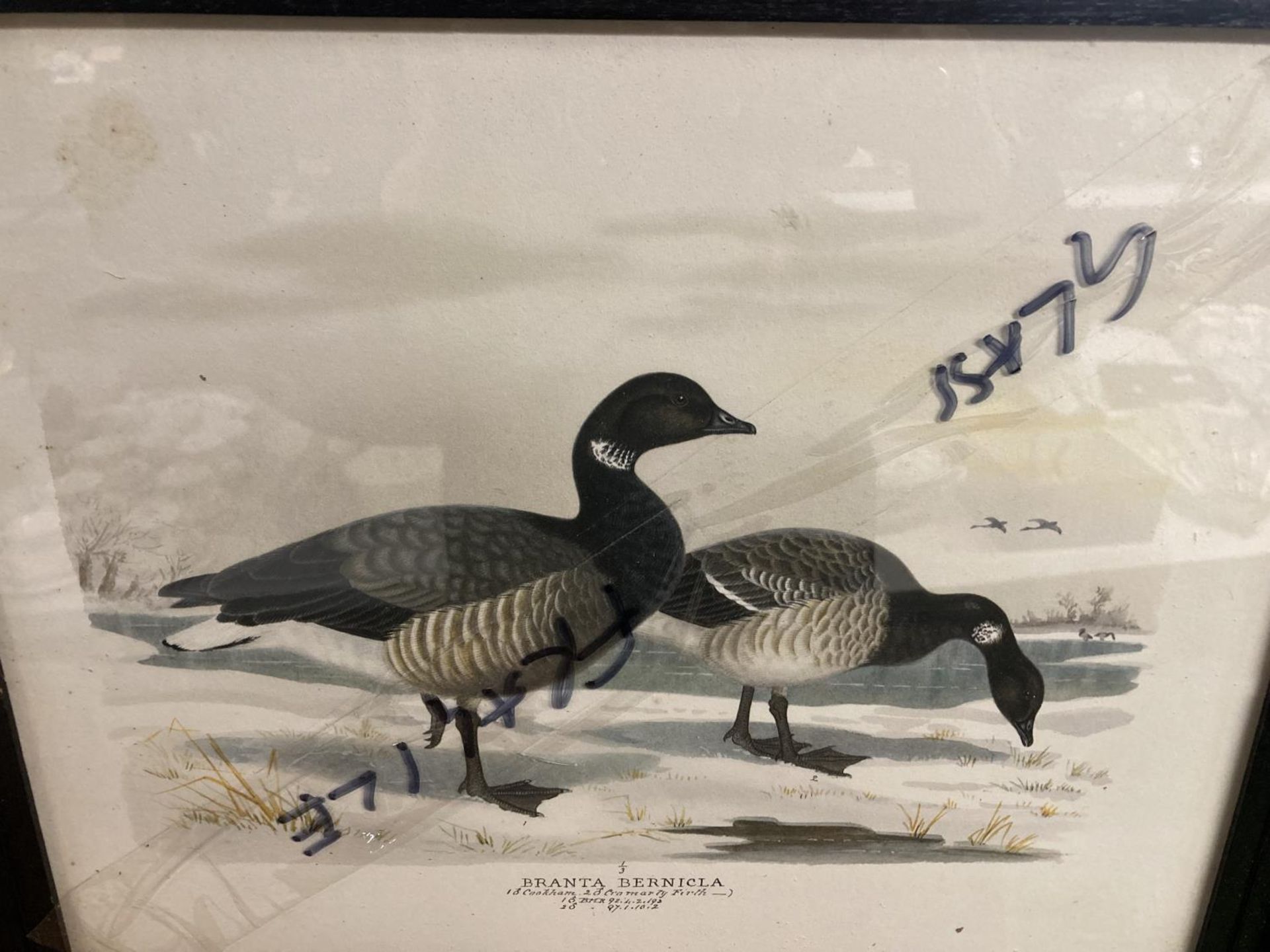 THREE FRAMED LITHOGRAPHS OF BIRDS OF THE WETLANDS - Image 3 of 4
